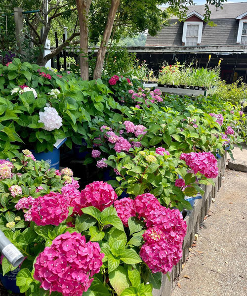 pink hydrangeas in containers.