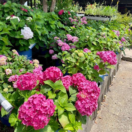 hydrangeas for sale