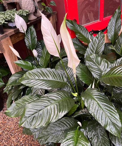 lush peace lilly with multiple flowers for sale.