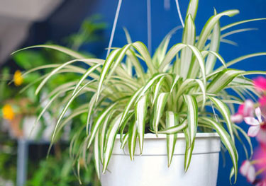 hanging spider plant